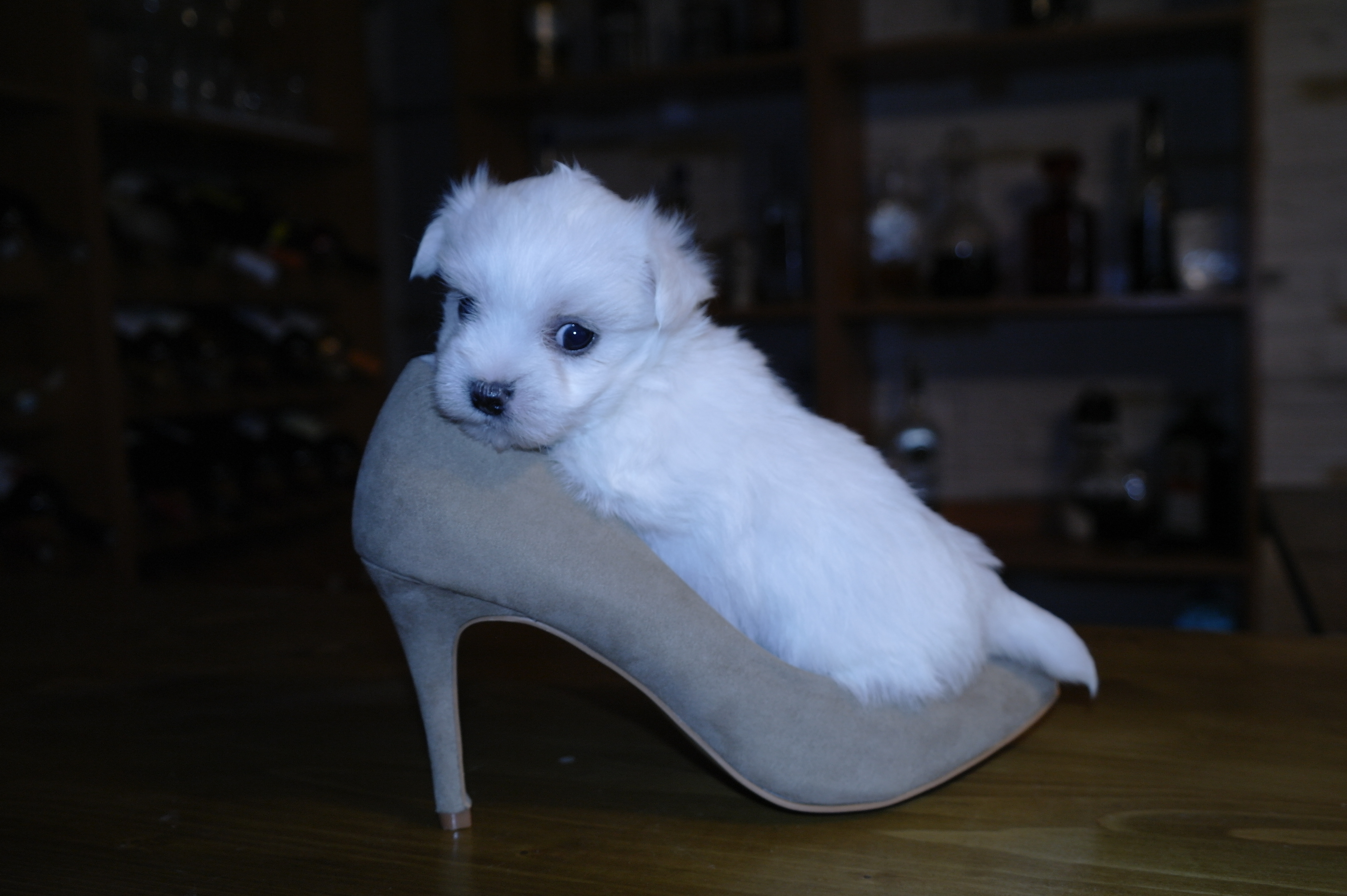 Bichon Maltese (Maltez)