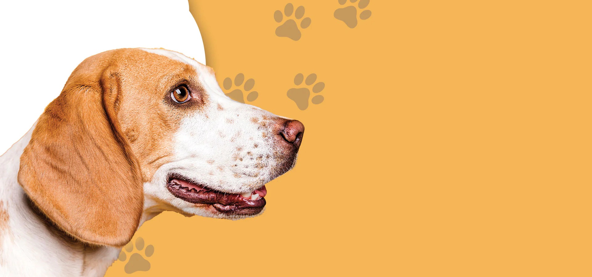 Creștem prieteni, nu doar câini!