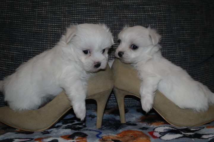 Bichon Maltese (Maltez)